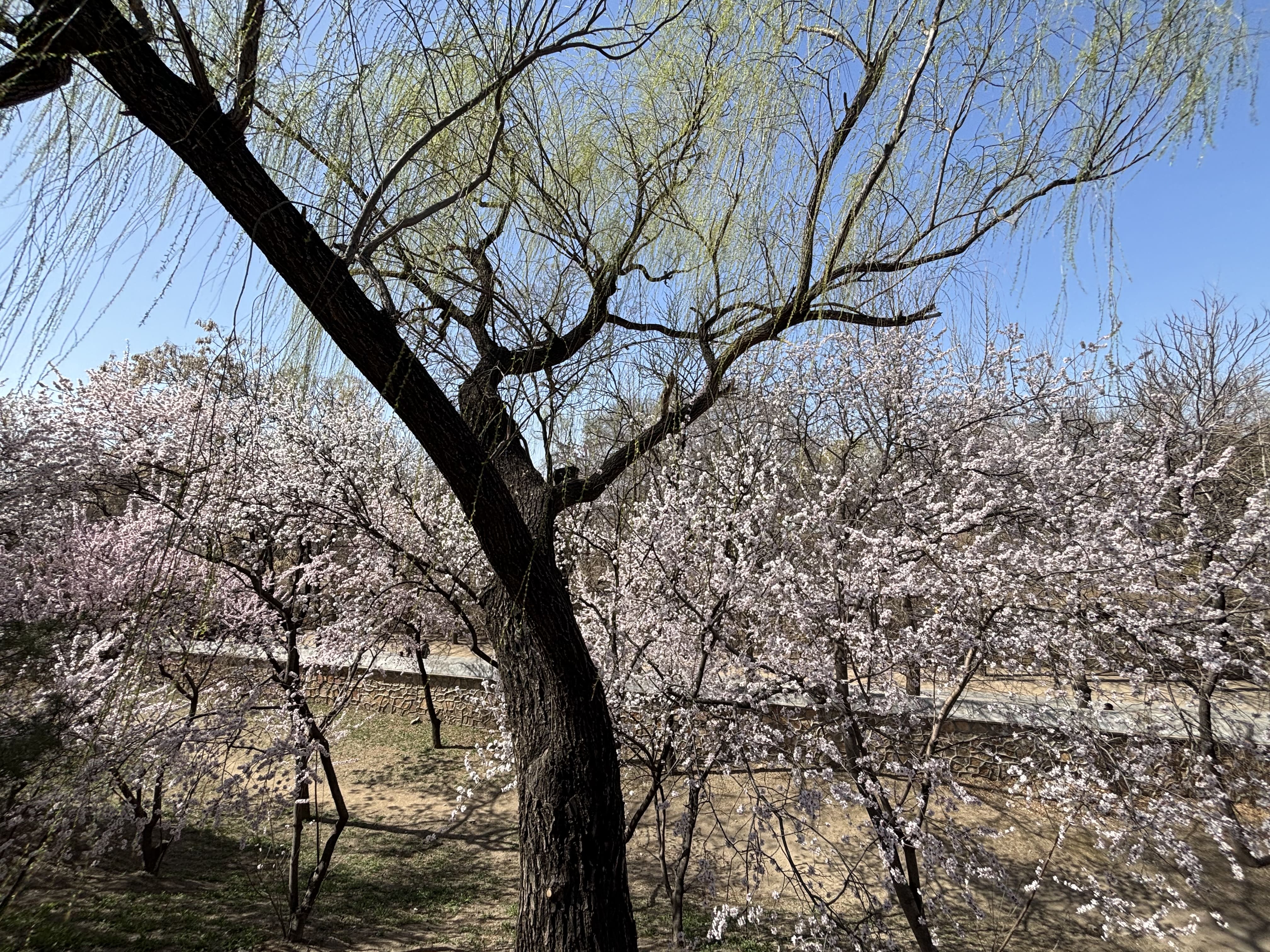 银杏大道旁山坡